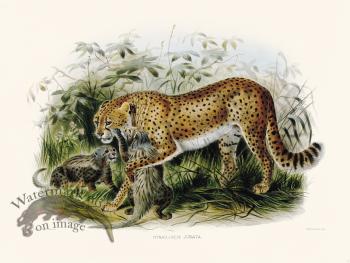 Elliot Cat 43 Cheeta